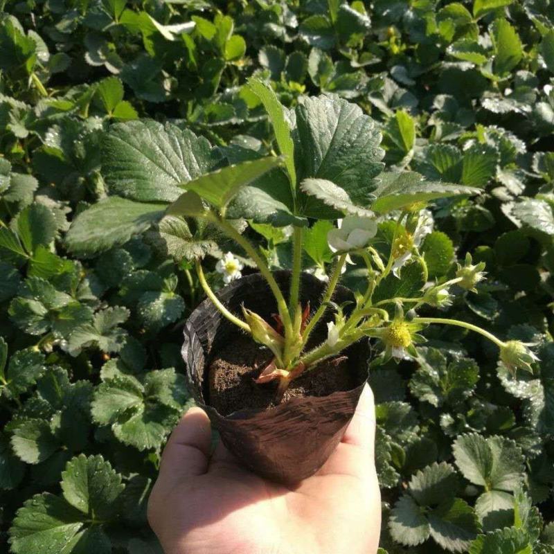 草莓秧苗四季草莓苗当年结果奶油草莓苗红颜苗盆栽苗原盆原土