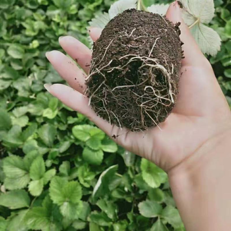 草莓秧苗四季草莓苗当年结果奶油草莓苗红颜苗盆栽苗原盆原土