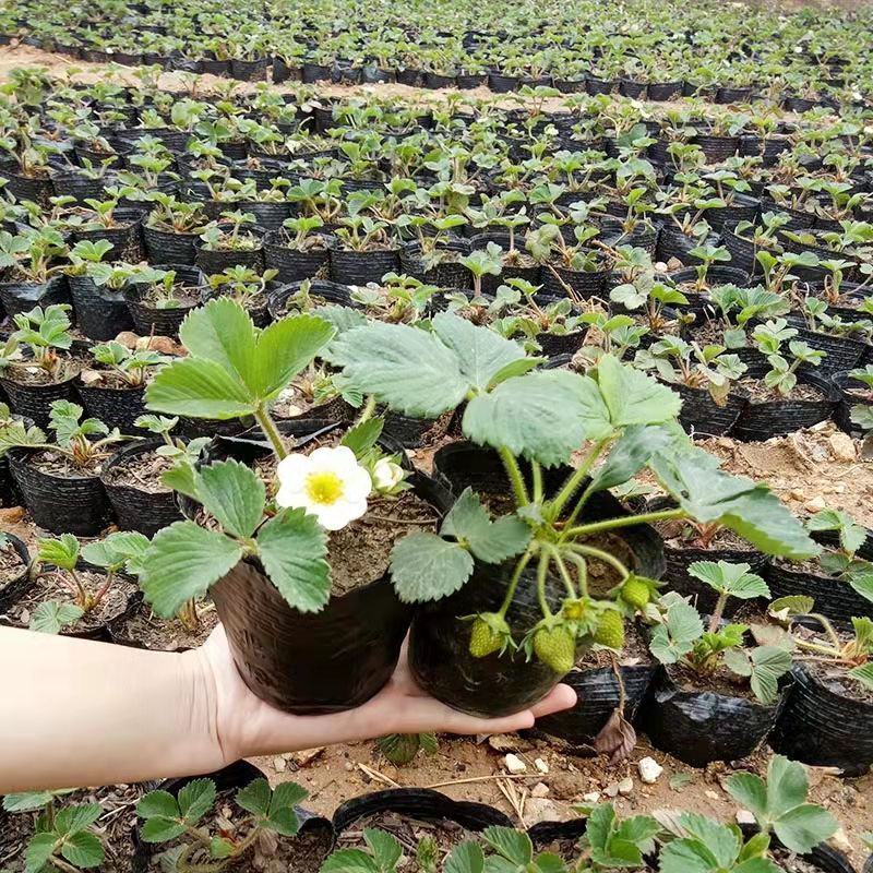 草莓秧苗四季草莓苗当年结果奶油草莓苗红颜苗盆栽苗原盆原土