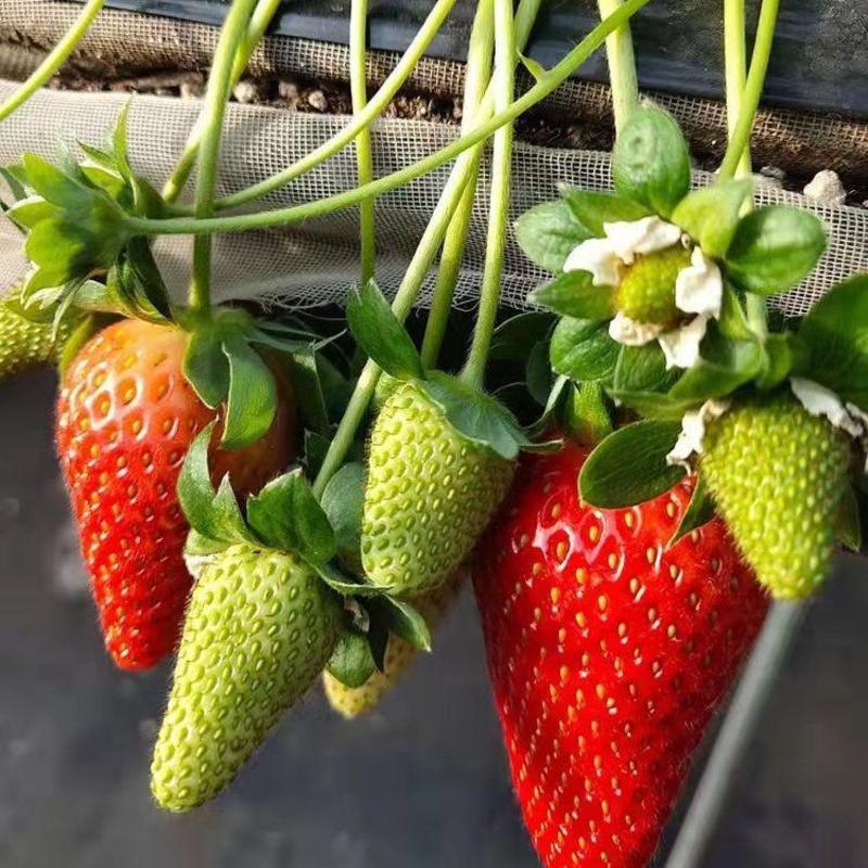 草莓秧苗四季草莓苗当年结果奶油草莓苗红颜苗盆栽苗原盆原土