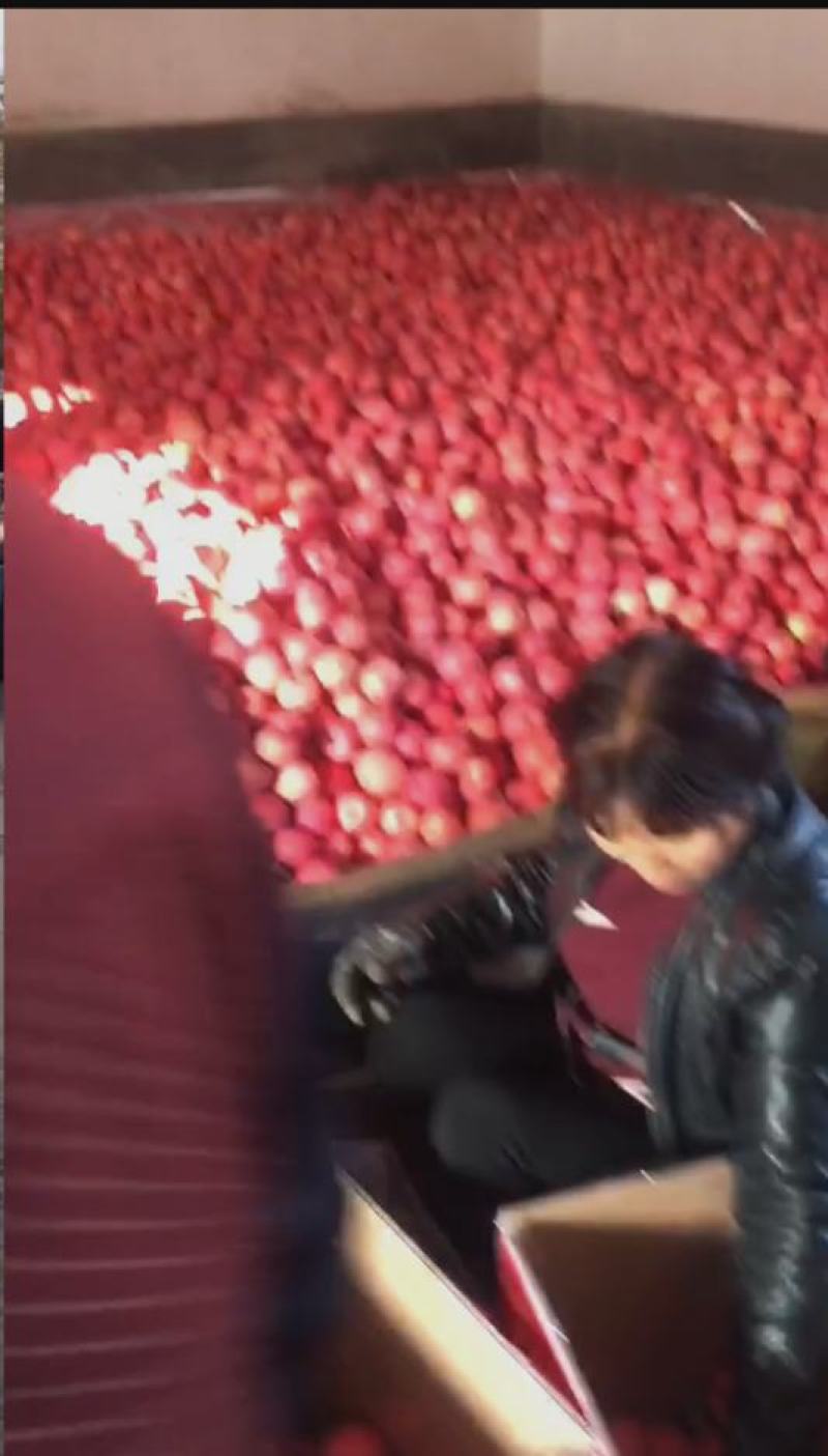 白水苹果，亿万中国人的口福