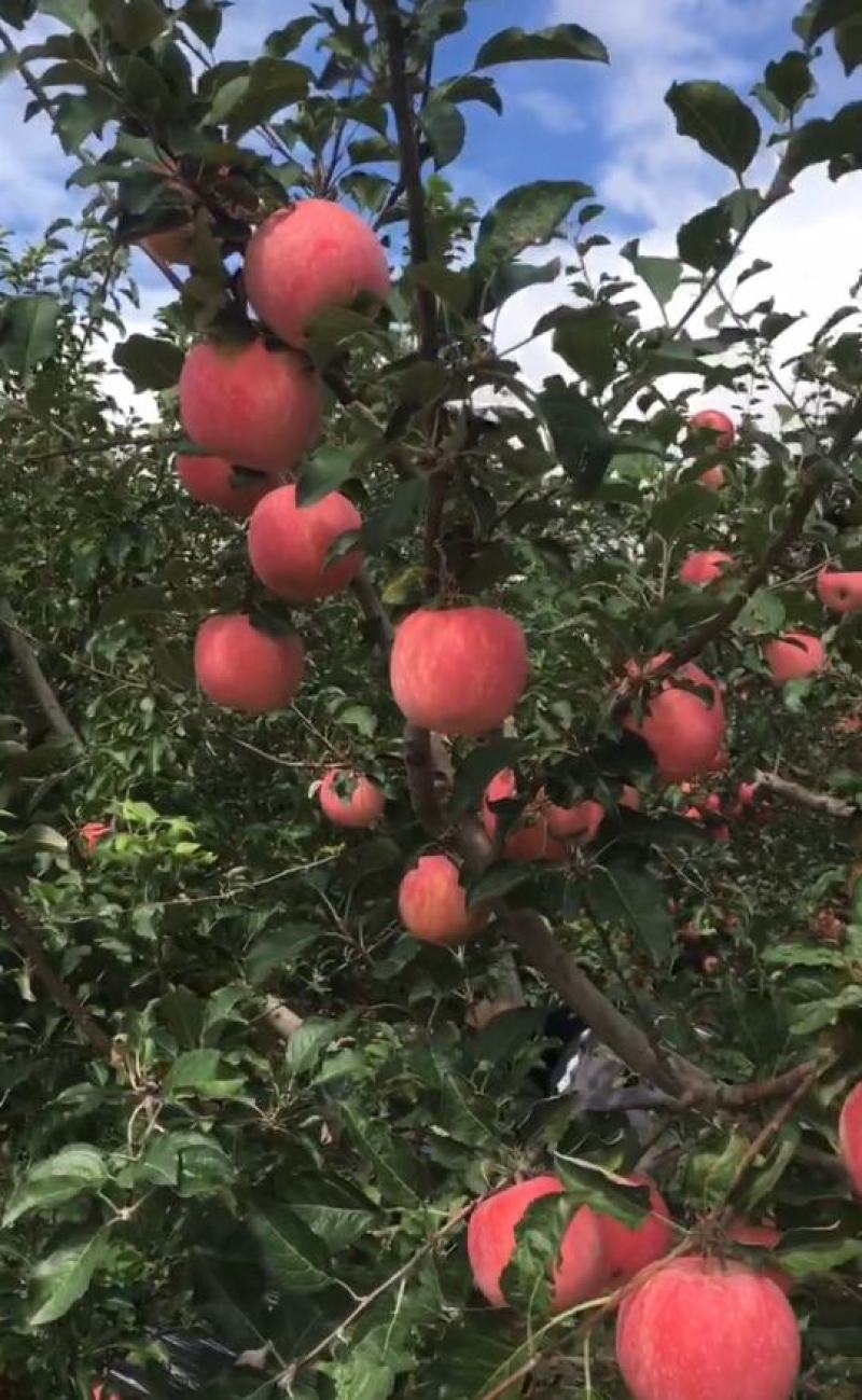 白水苹果，亿万中国人的口福