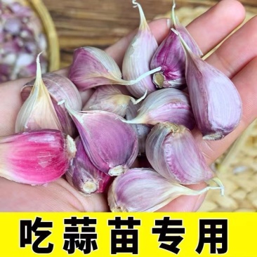 红根蒜苗种子寒蒜川蒜二月早产地现货量大价优