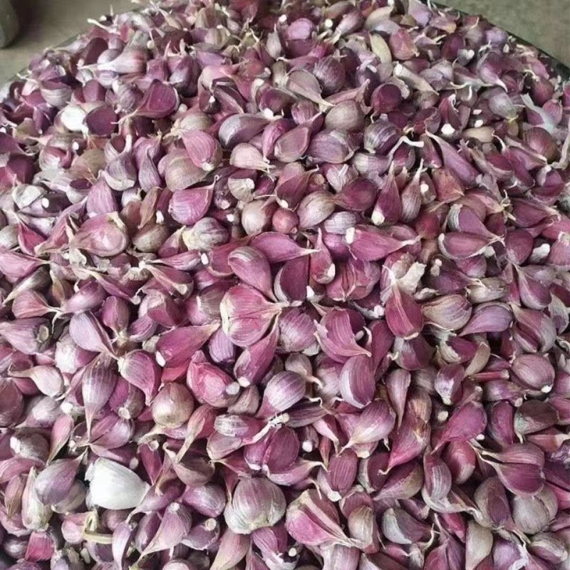 红根蒜苗种子寒蒜川蒜二月早产地现货量大价优