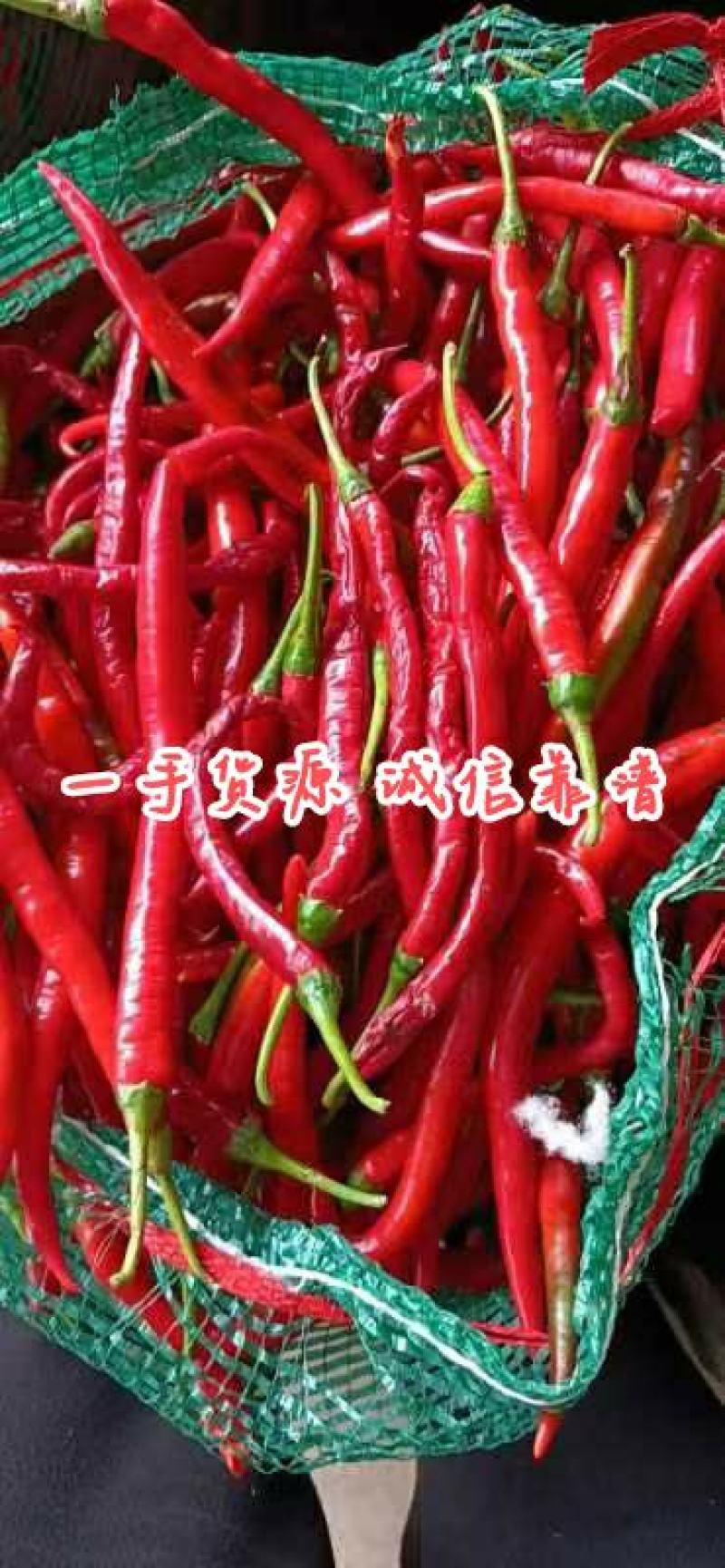 加工厂红线椒，剁椒打酱腌椒泡椒烘干用，可人工剪把去帽