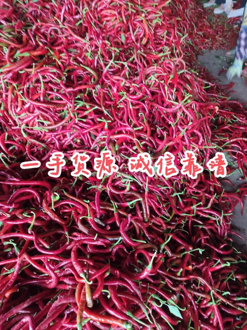 加工厂红线椒，剁椒打酱腌椒泡椒烘干用，可人工剪把去帽