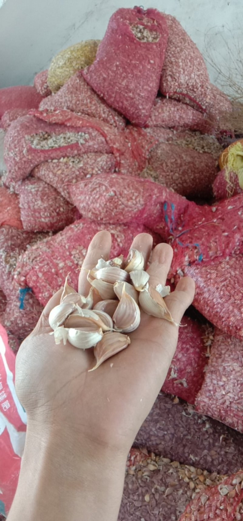 红根蒜苗种子寒蒜川蒜二月早产地现货量大价优