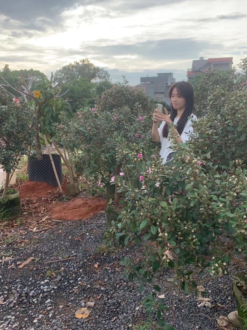 桃金娘苗捻子树苗山捻子苗乌捻树苗桃金娘树苗盆栽地栽捻子苗