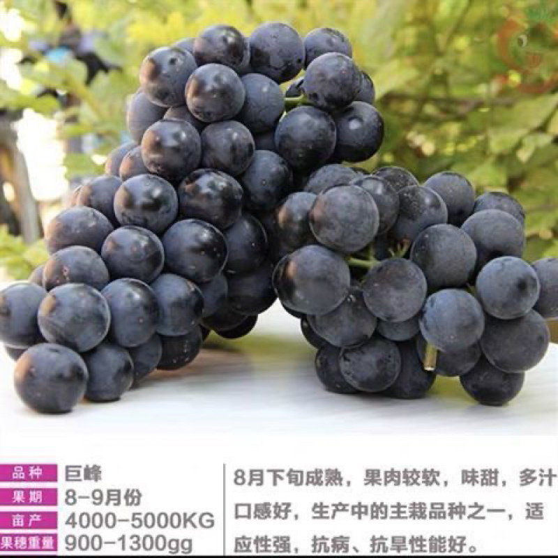 早熟大粒葡萄苗早巨宝早熟葡萄苗南方北方种植果树苗