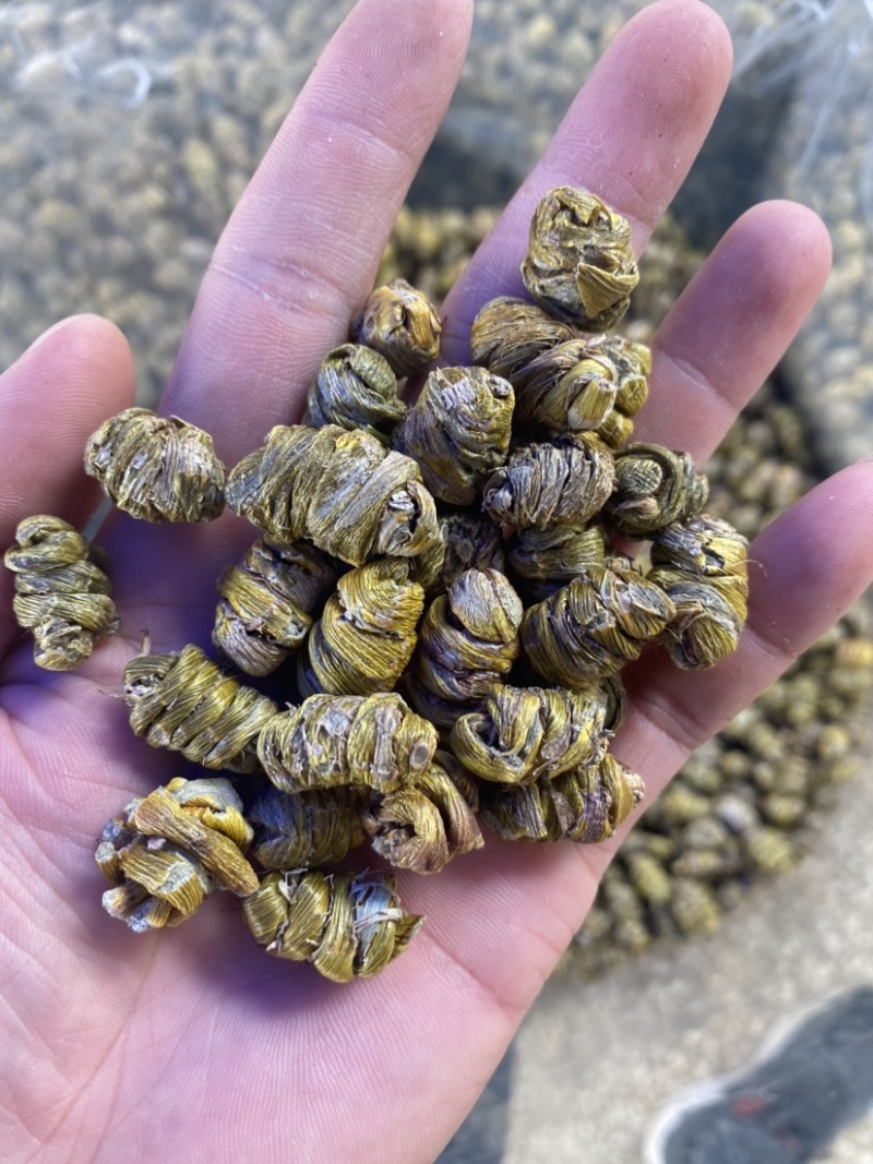 云南铁皮石斛枫斗干条全化渣胶质非常好产地大货批发
