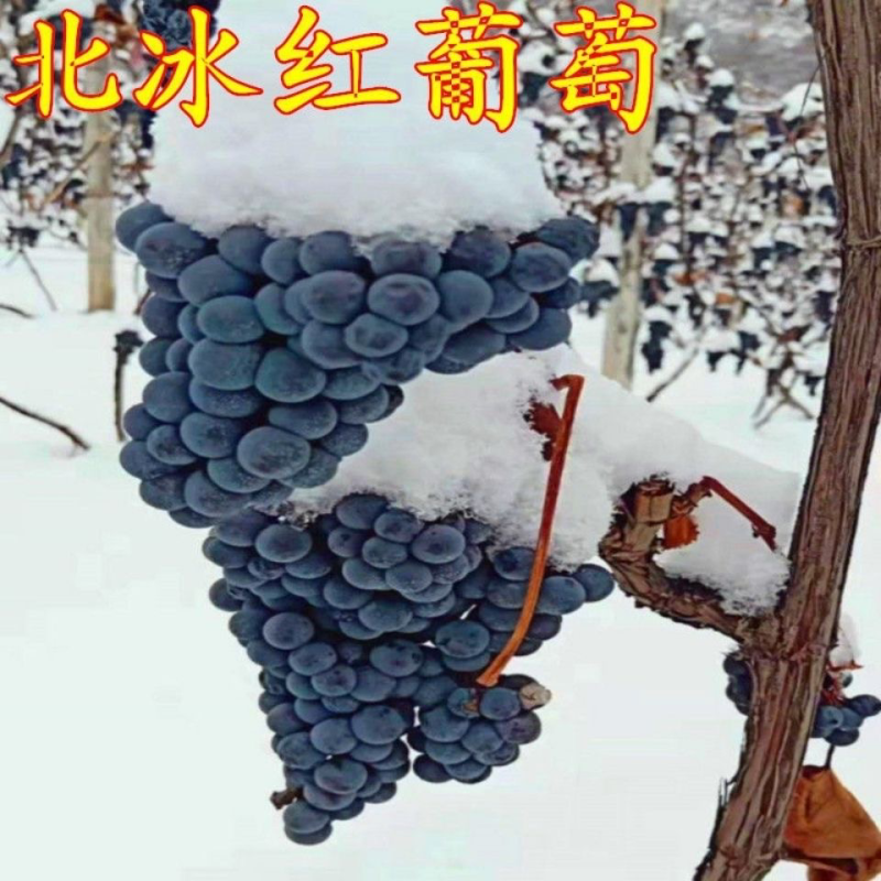 北冰红冬葡萄苗双红冰葡萄苗耐寒冬天不下架爬藤葡萄树苗葡萄