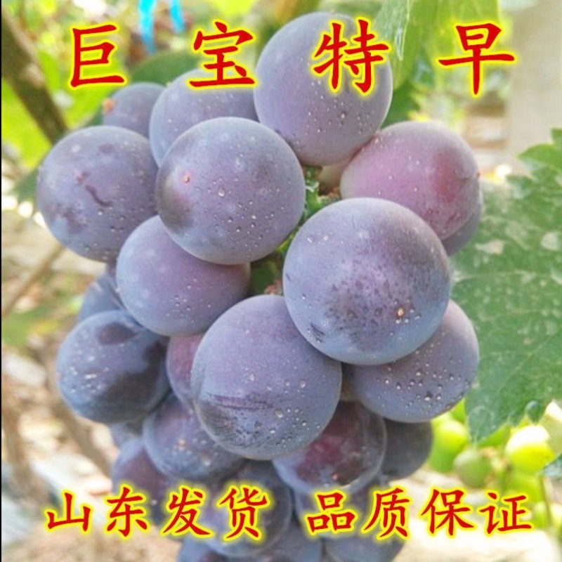 北冰红冬葡萄苗双红冰葡萄苗耐寒冬天不下架爬藤葡萄树苗葡萄