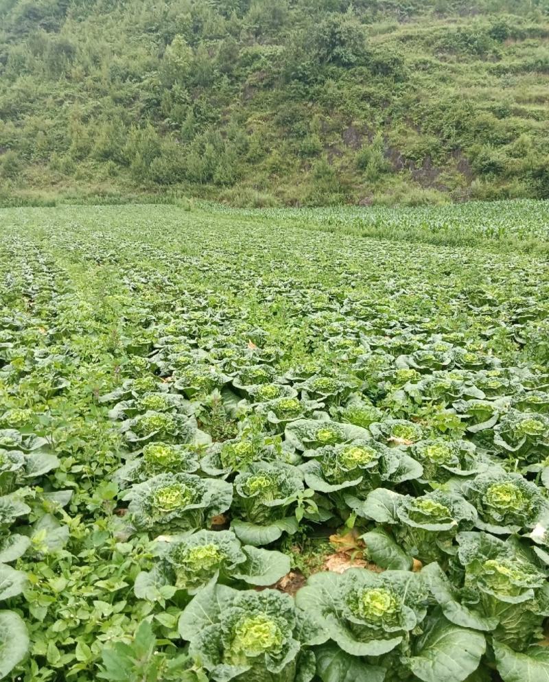 优质高山黄心白菜玲珑黄无虫眼基地直发量大从优