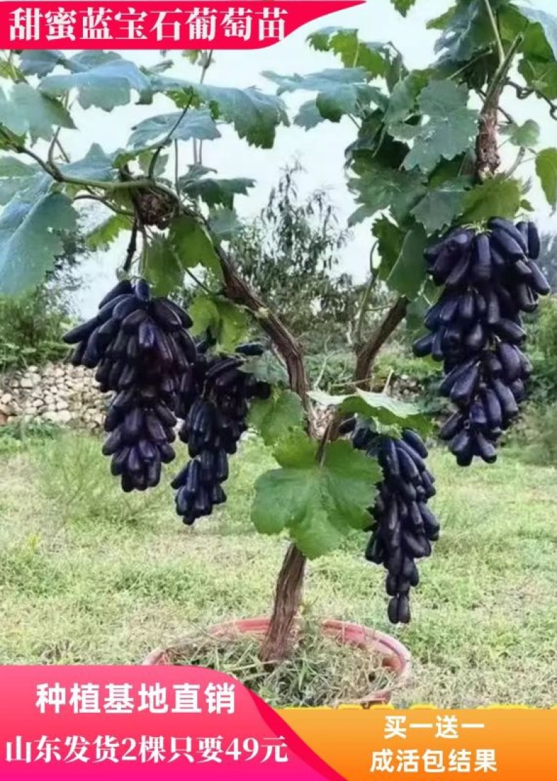 甜蜜蓝宝石葡萄苗当年结果苗无籽无渣纯甜多汁剥皮