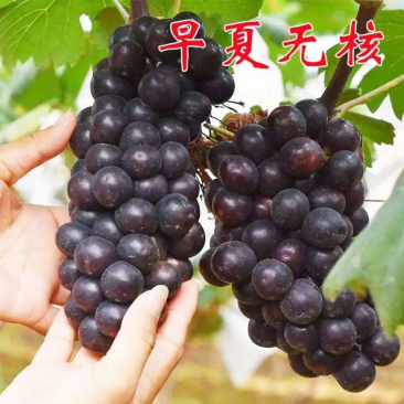 早夏无核葡萄苗当年结果庭院抗寒爬藤南方北方种植品种葡萄苗