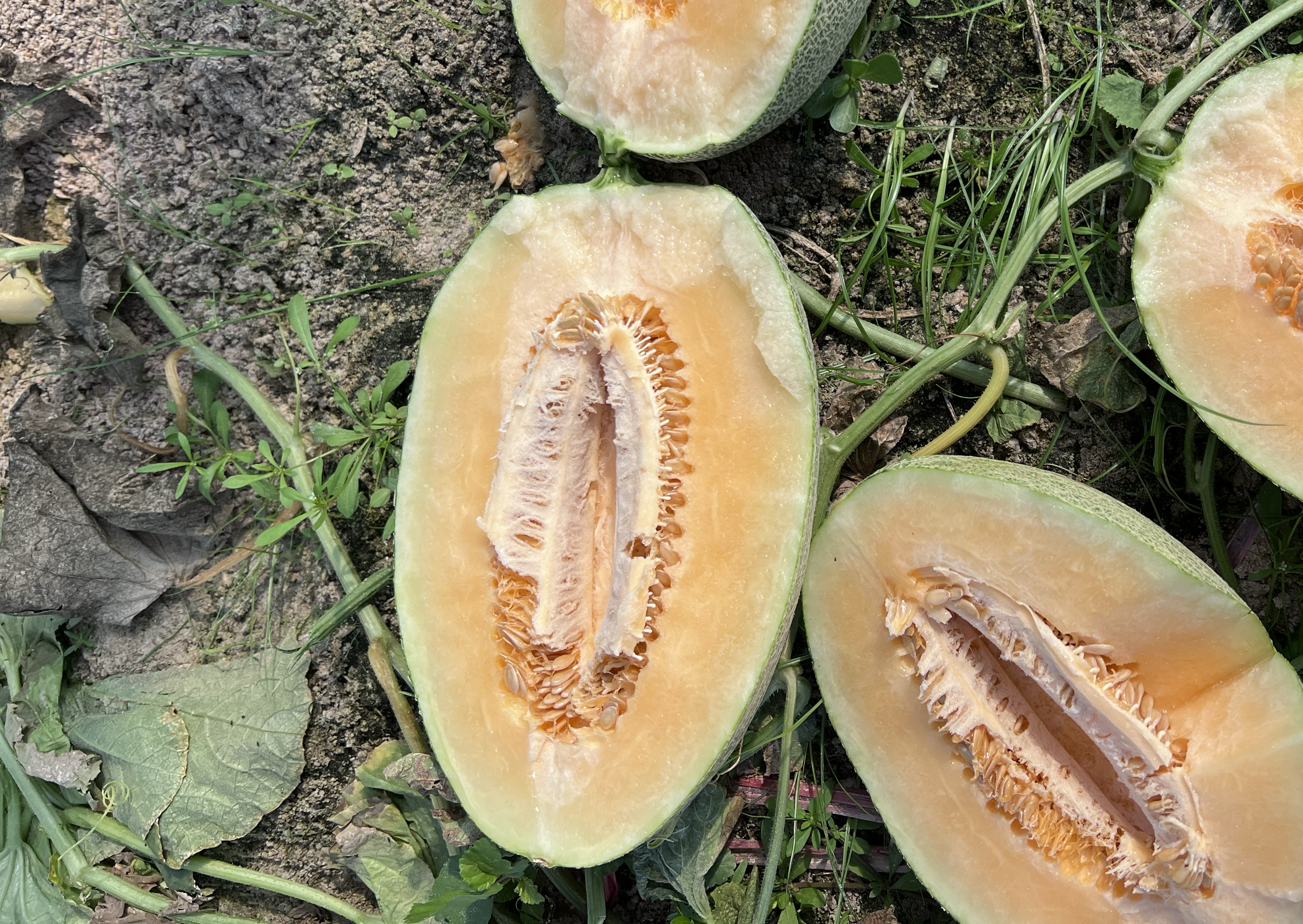 炒制完成的哈密瓜皮成品