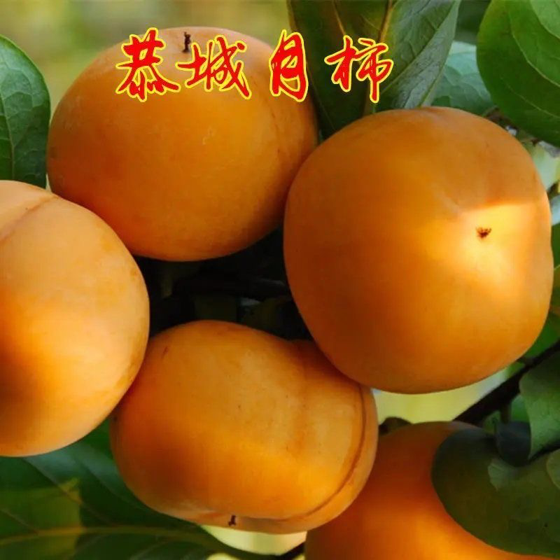 果树苗月柿苗嫁接柿子苗恭城月柿苗柿饼柿子树苗当年结果