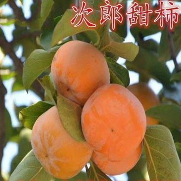 日本甜柿苗新次郎甜柿苗嫁接柿子苗新次郎柿子树苗果树苗