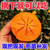 嫁接柿子树苗无籽方柿苗甜柿子树苗无核方柿子树苗当年结果