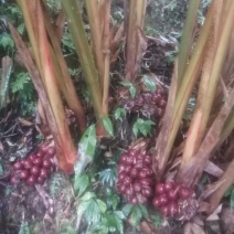草果新鲜