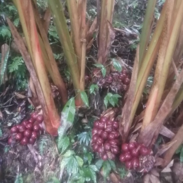 草果新鲜