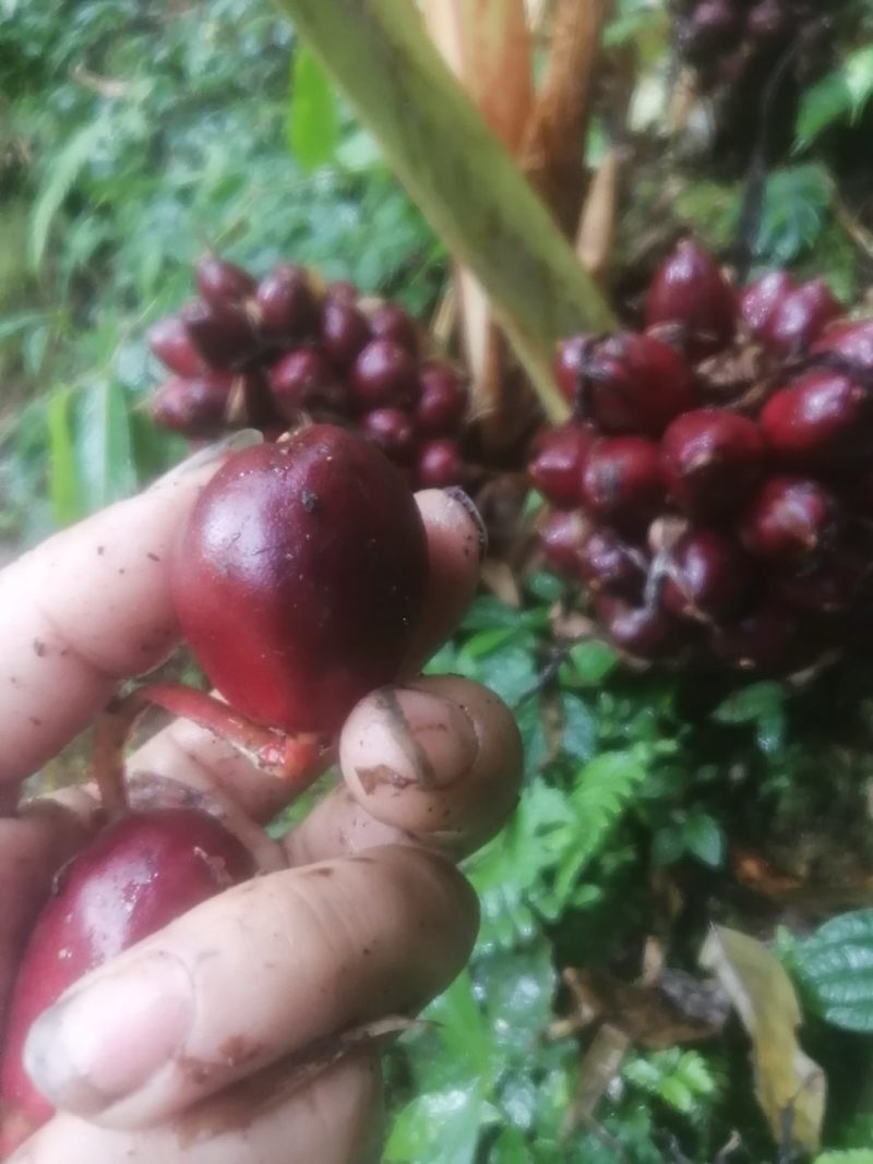 草果新鲜