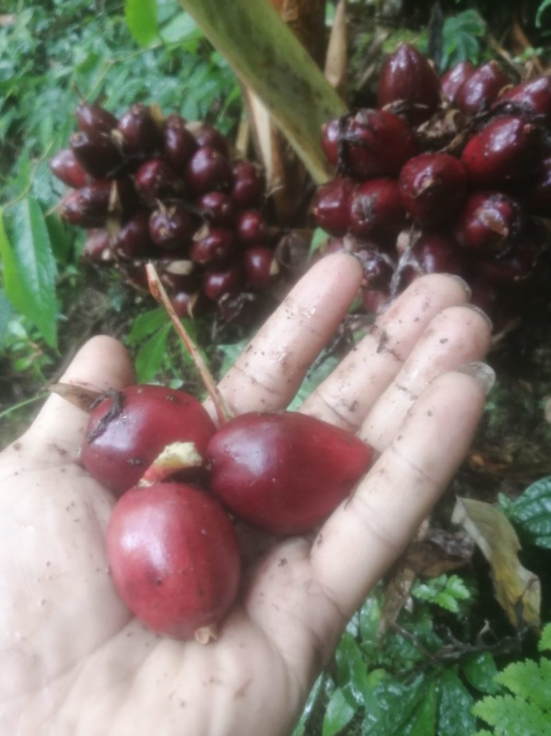 草果新鲜