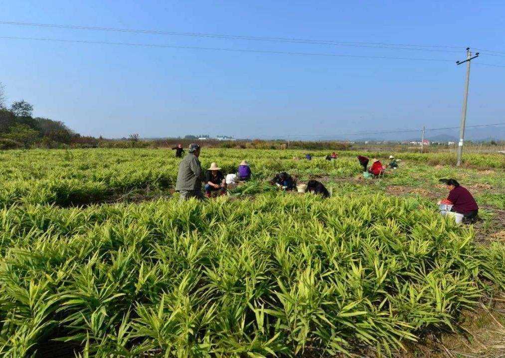 小黄姜种植基地