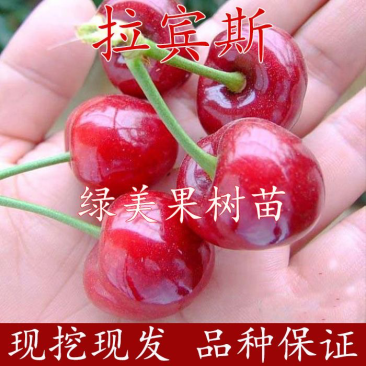 拉宾斯樱桃苗车厘子树苗大樱桃树果树苗果树果苗南方北方种植