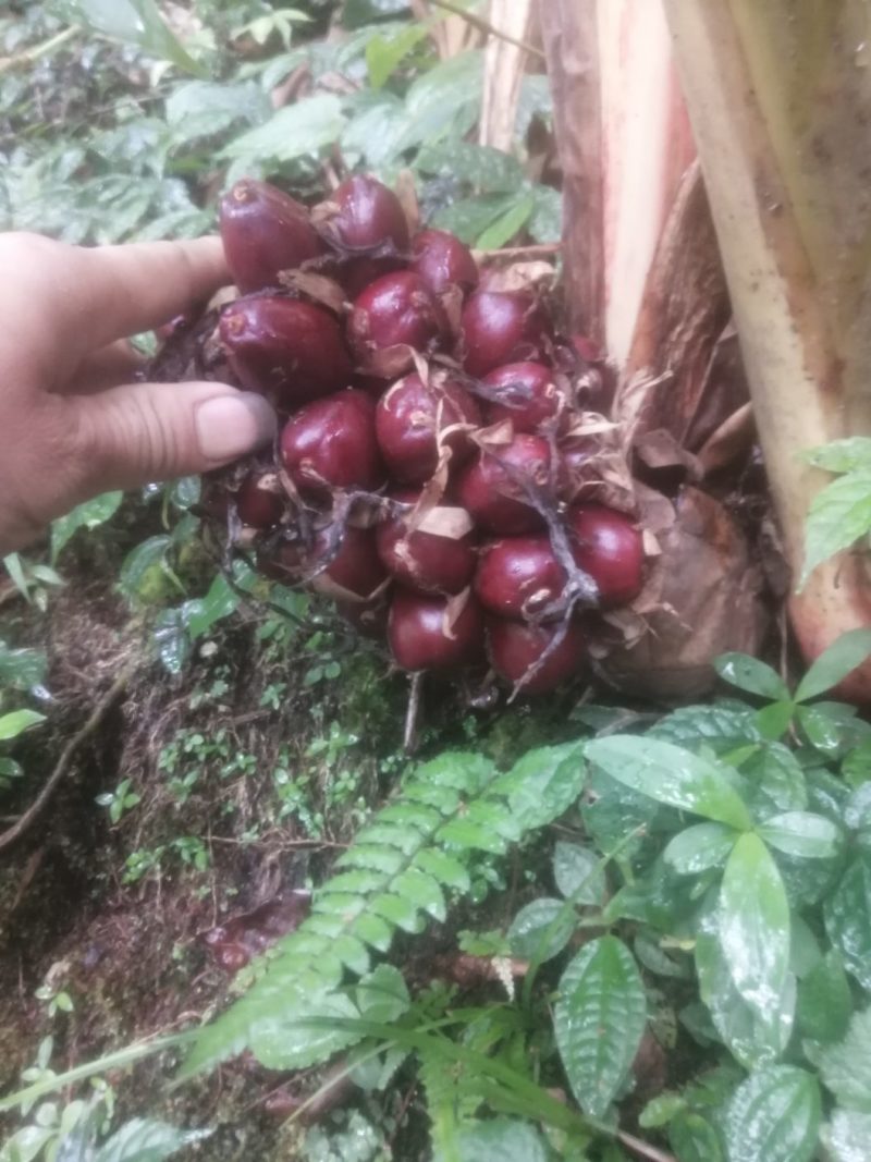 草果新鲜