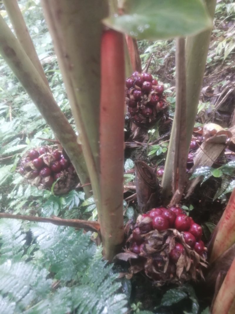 草果新鲜