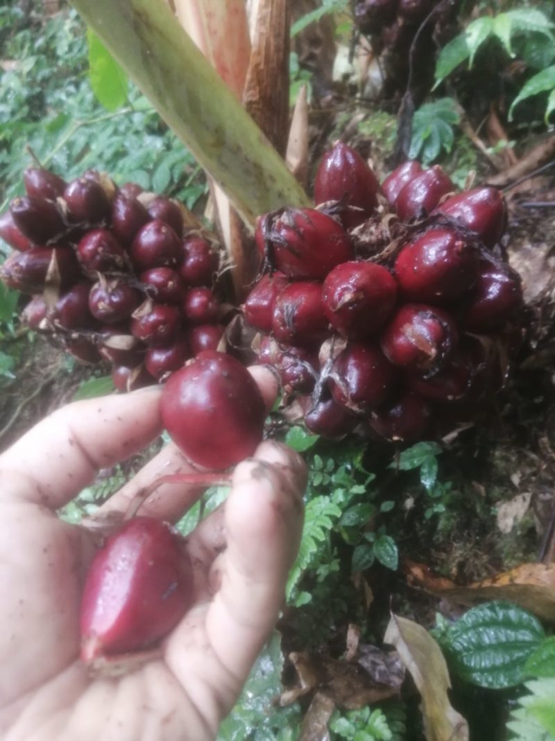 草果新鲜