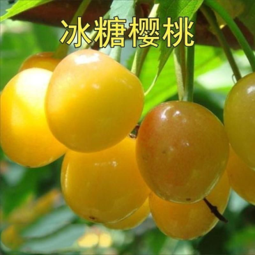 冰糖心樱桃树苗车厘子苗大樱桃苗结果树苗地栽果苗果树苗