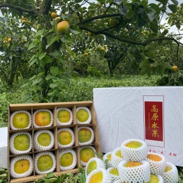 脆柿支持一件代发批发