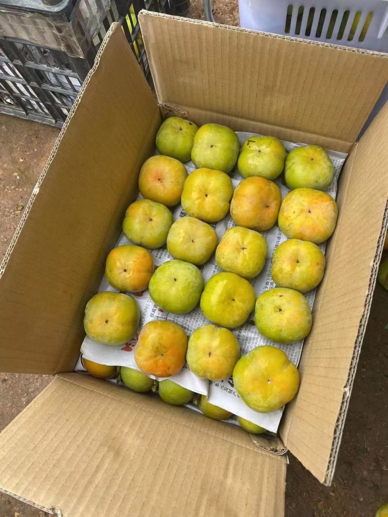 脆柿支持一件代发批发