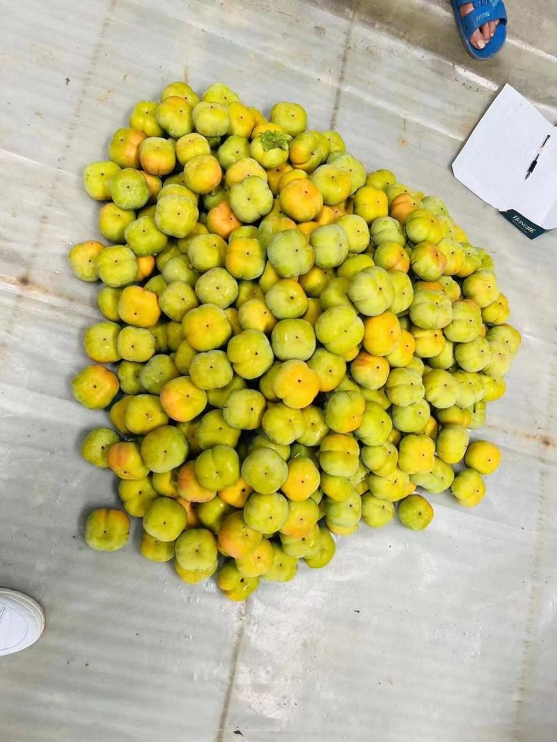 脆柿支持一件代发批发