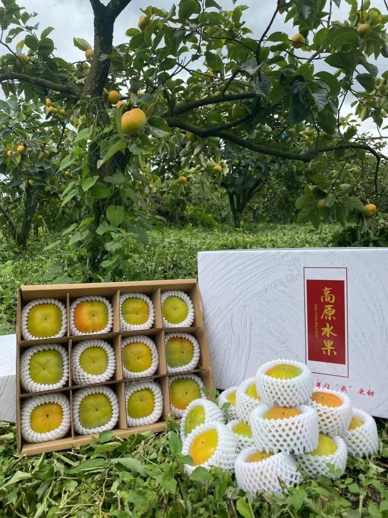 脆柿支持一件代发批发
