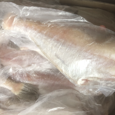 三去马面鱼剥皮鱼耗儿鱼批发马面鱼大马面鱼