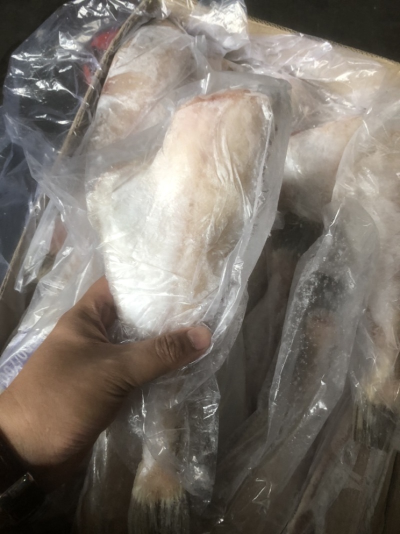 三去马面鱼剥皮鱼耗儿鱼批发马面鱼大马面鱼