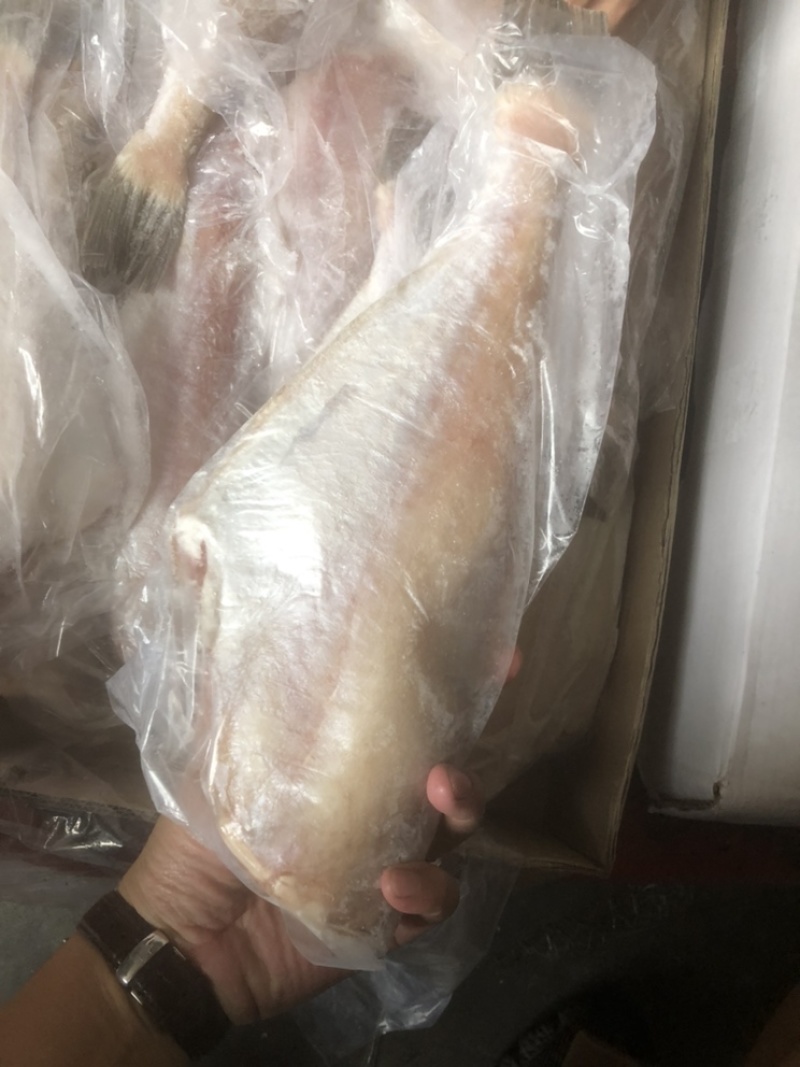 三去马面鱼剥皮鱼耗儿鱼批发马面鱼大马面鱼