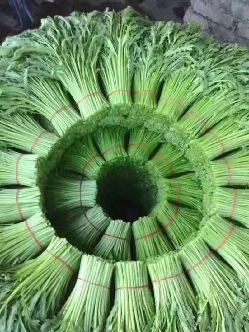 茼蒿常年大量供应质量保证，欢迎各位来电骚扰