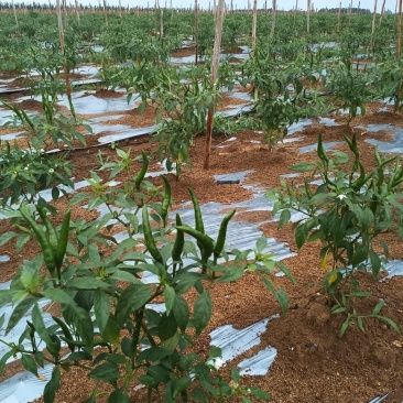 基地种植新苗小米椒