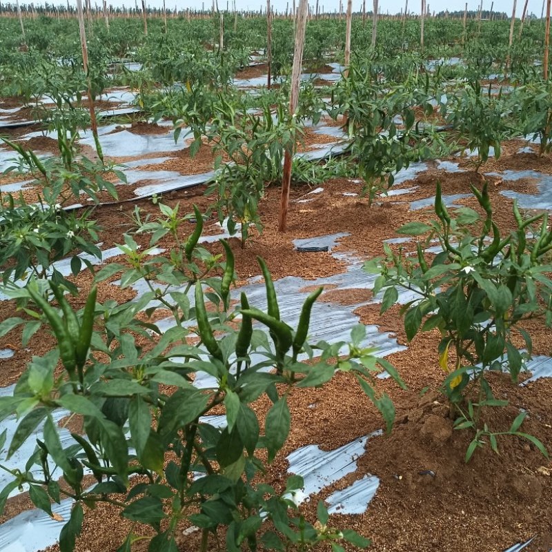 基地种植新苗小米椒