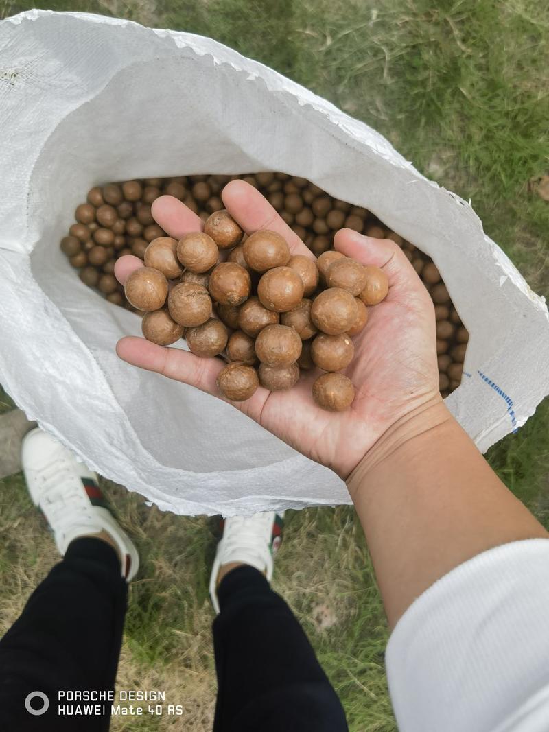 精品夏威夷果，商超，批发市场，电商专用各个规格夏果