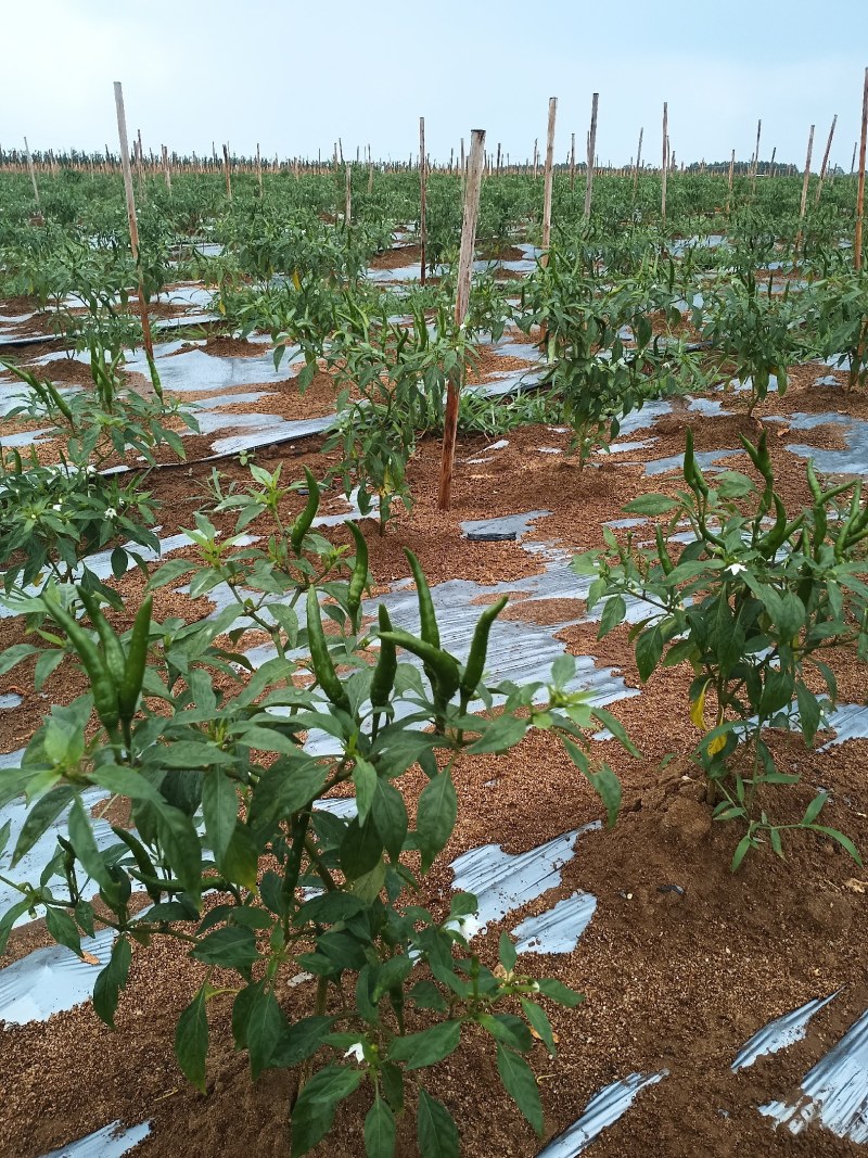 基地种植新苗小米椒