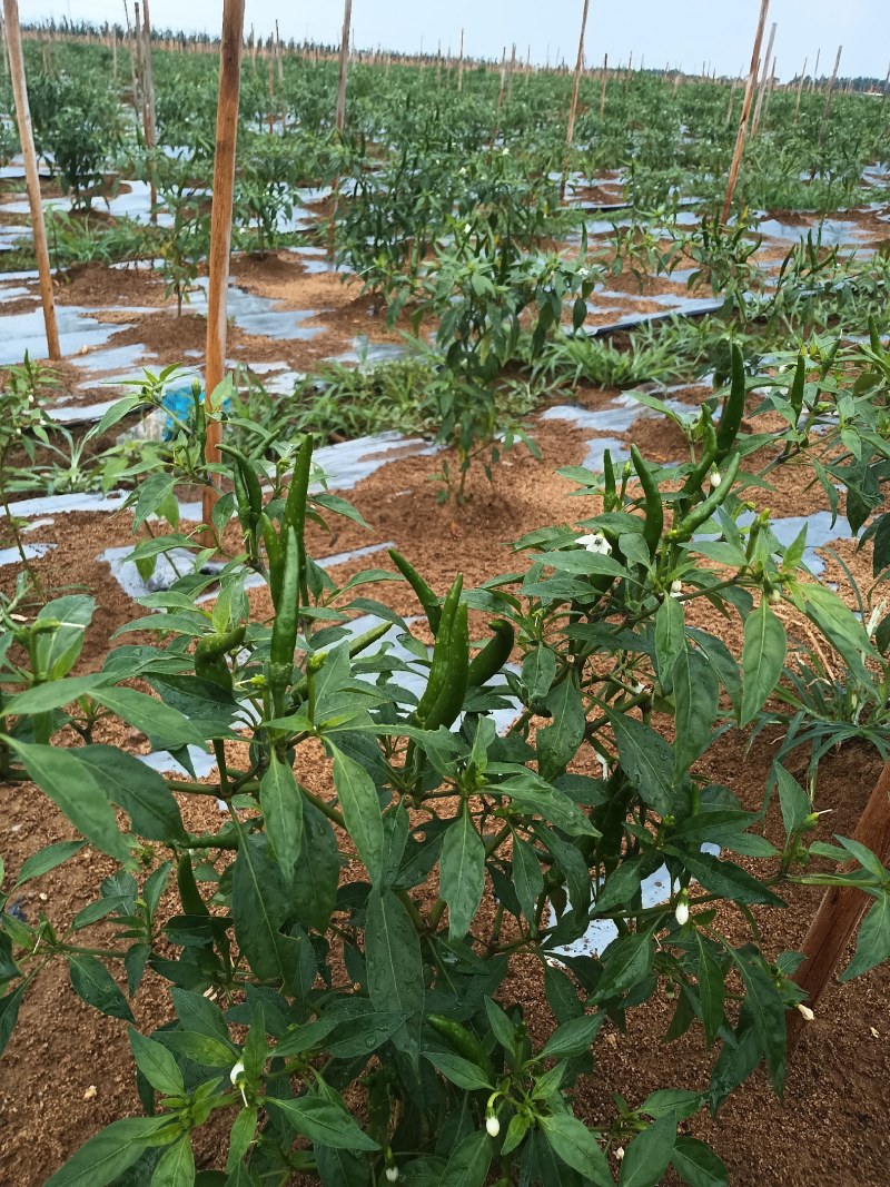 基地种植新苗小米椒