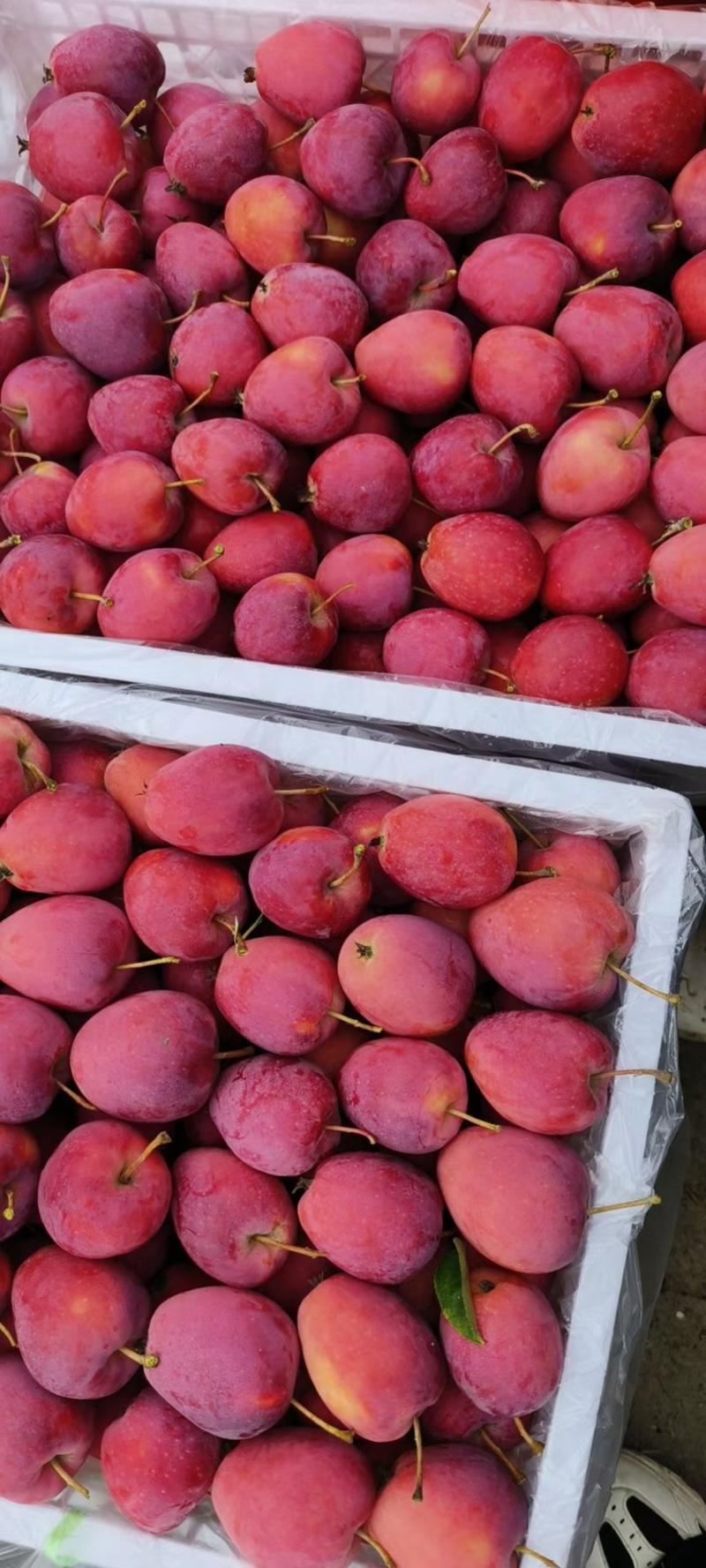 蟠桃油桃杏子李子西梅大量上市全国供应
