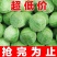 【热卖中】精品甘蓝包菜货源充足量大商超品质可承接各大平台