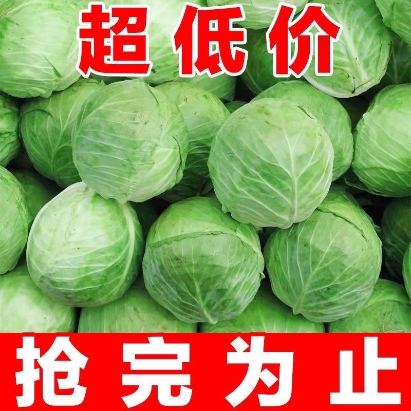 【热卖中】精品甘蓝包菜货源充足量大商超品质可承接各大平台