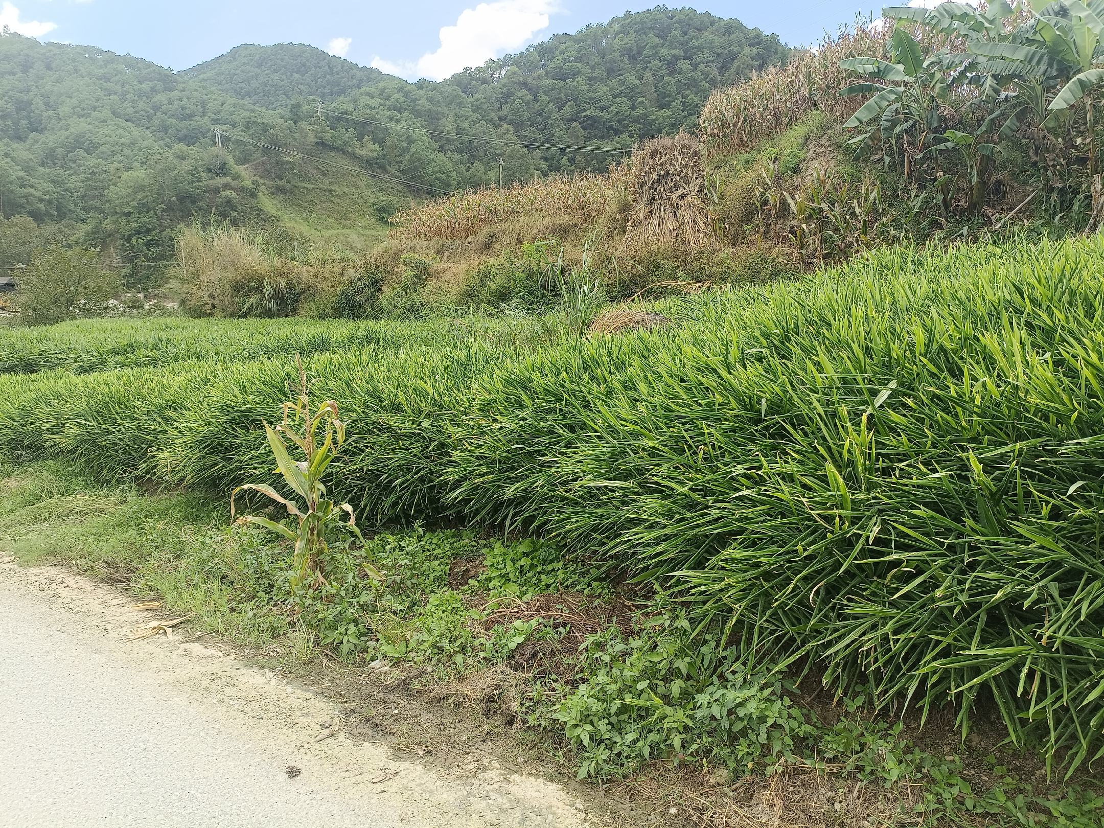 野生黄姜植株生长在潮湿森林地面,根茎粗壮,叶片宽大翠绿 野生黄姜植株